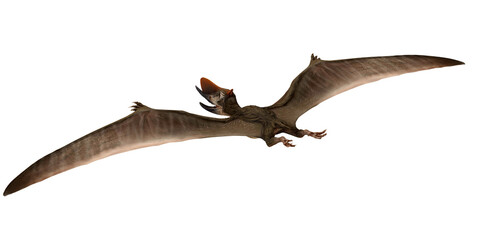 Pterodactyl soaring with outstretched wings. © Ilie