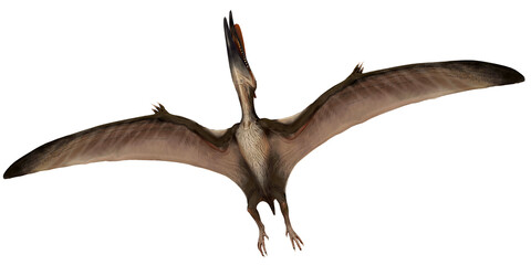 Flying pterosaur with outstretched wings. © Ilie