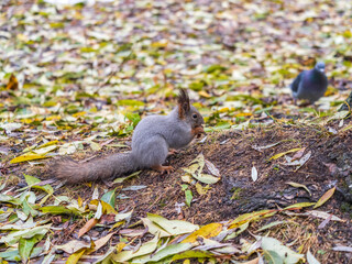 Squirrel in autumn or spring with nut on the green grass with fallen yellow leaves