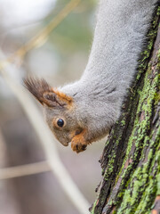 Squirrel sitting upside down on a tree trunk. The squirrel hangs upside down on a tree against colorful blurred background. Close-up.