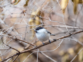 Fototapeta premium Cute bird the willow tit, song bird sitting on a branch without leaves in the winter.