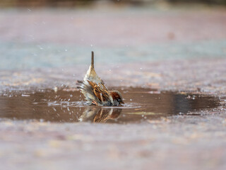 Sparrows splash in a puddle in autumn