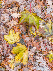 Orange and yellow fallen leaves in the sunlight.