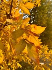 autumn leaves on the tree