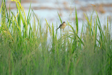 Plain Prinia standing on rice stem in Taipei Taiwan