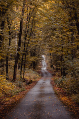 Fototapeta premium Beautiful landscape with a lonely road in a forest. 