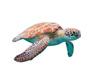 Sea turtle swimming ocean wildlife animal aquatic marine reptile underwater nature illustration isolated on transparent background