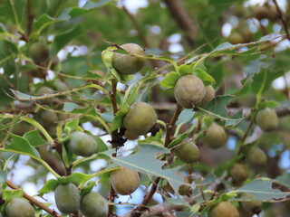 熟してきた豆柿の実のクローズアップ
