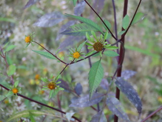 アメリカセンダングサ