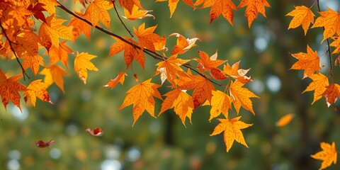 Vibrant orange maple leaves hang from tree branches with a soft green blurred background