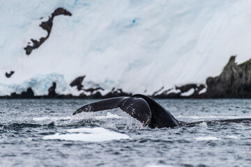 Obraz premium Close-up of the tail of a diving humpback whale -Megaptera novaeangliae. Image taken in the Graham passage, near Charlotte Bay, Antarctic Peninsula.