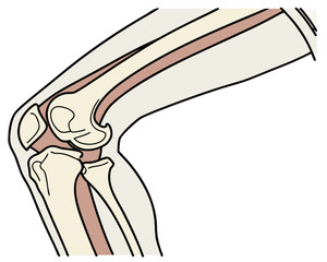 Anatomical illustration of the human knee joint