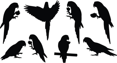 Parrot silhouettes collection, flying parrot, perched parrot, tropical bird shapes, exotic wildlife illustration, black bird design, animal vector art