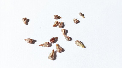 Grape seeds isolated on white background. Green grapes seeds.