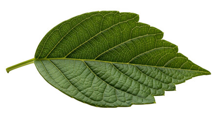Fototapeta premium Green leaf isolated on transparent background