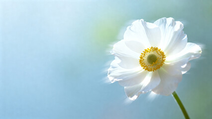 White flower with yellow center