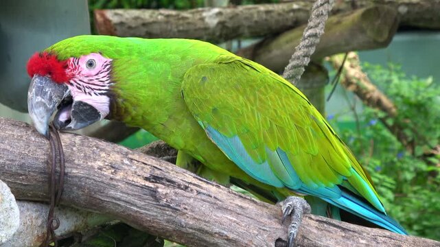 Great Green Macaw, Ara Ambiguus bird, licking metal wire. Colorful Parrot. 4K