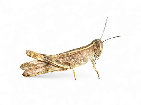 selective image of a grasshopper (Accrididae) isolate on white background , Detailed view of insect wing and body. ideal for clipping path