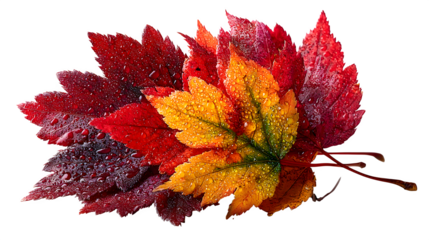 Autumn maple leaf arrangement in warm tones, Thanksgiving foliage overlay, isolated on Transparent background