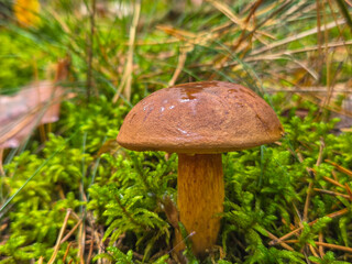 Autumn mushrooms in a Polish forest.