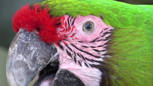 Closeup of Great Green Macaw, Ara Ambiguus Bird. Colorful Parrot. 4K