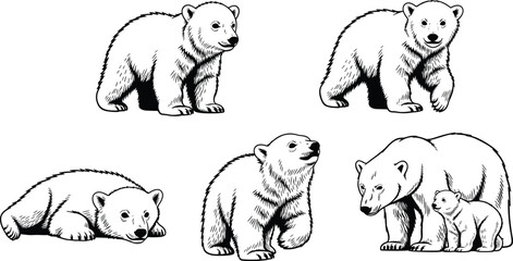 Polar bear cub illustration, Arctic wildlife sketch, black and white animal drawing, realistic fur texture © Masum's World
