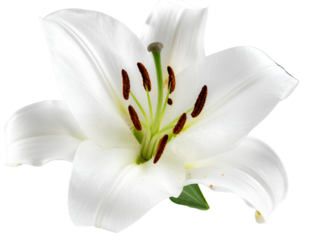 Relaxed young entrepreneur woman resting on couch checking work task on laptop. White - Firefly_white lily flower
