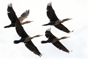 Obraz premium Anhinga Small Flock Flying Isolated