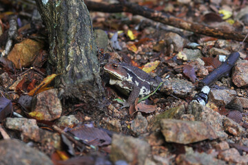 A strong and huge frog ,Japanese toad