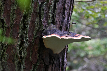 A huge Polypore growing on a pine tree