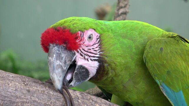 Closeup of Great Green Macaw, Ara Ambiguus Bird. Colorful Parrot. 4K