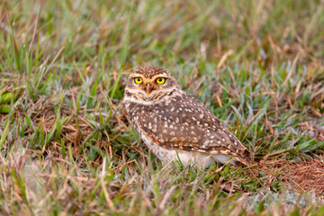 Burrowing owl (Athene cunicularia), called shoco, small, long-legged terrestrial species of owl native to open landscapes. Vila Velha State Park, Parana, Brazil. Brazilian wildlife and birdwatching.