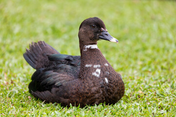 Muscovy duck (Cairina moschata), shelduck bird native to the Americas. Barigui Park municipal park, Curitiba, Parana, Brazil. Brazilian birdwatching and wildlife.