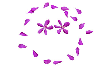 purple flowers orchids and petal arrangement circle flat lay postcard style 