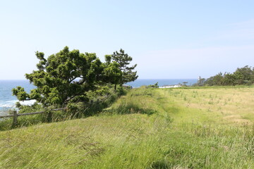 春の佐渡島。尖閣湾遊歩道。