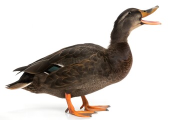 Fototapeta premium American Black Duck Calling Isolated on White