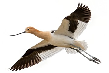 Obraz premium American Avocet Flying Isolated on White