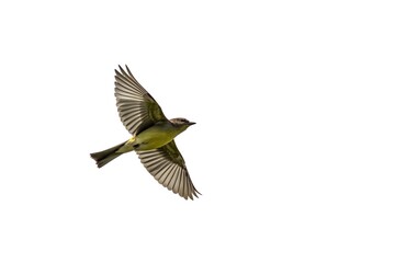 Obraz premium Acadian Flycatcher Flying with Realistic Clouds