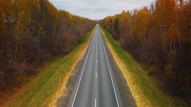 Autumn Road through the Forest 4k video