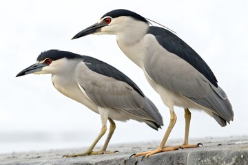 Black-crowned Night-Heron Couple Isolated on White