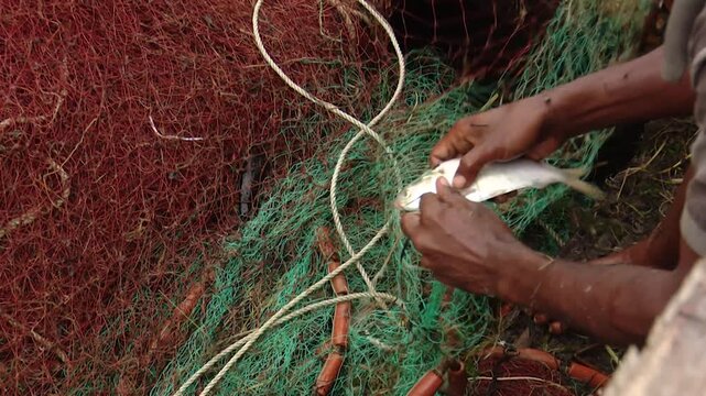 Live Hilsa Fish Being Caught by Fishermen in a Traditional River Fishing Scene