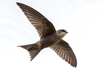 Obraz premium Chimney Swift Landing Pose Isolated