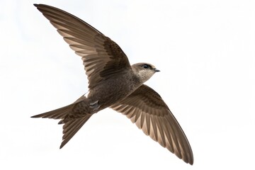Obraz premium Chimney Swift Flying Isolated on White