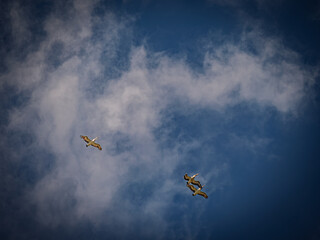 Trio Of High Flying Pelicans
