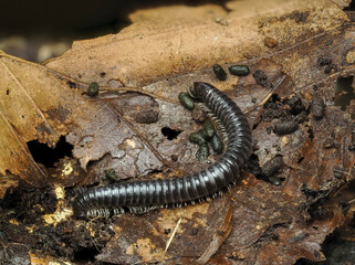 Schwarzer Schnurfüßer, Tachypodoiulus niger