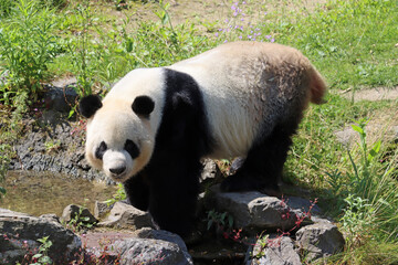 Fototapeta premium Panda in nature by a small stream