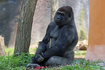 Male gorilla sitting in nature © eds30129