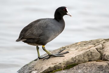 Obraz premium American Coot Perched Isolated on White