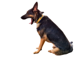 A cute German Shepherd puppy with black and brown fur, isolated on a transparent background