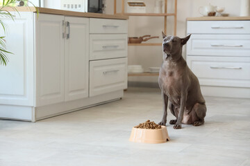 Cute Thai ridgeback dog sitting near bowl with dry food in kitchen